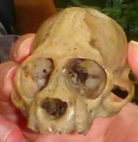 Primate skull displayed in Amazon lodge