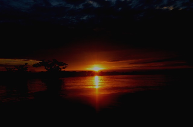 Golden sunset through jungle canopy