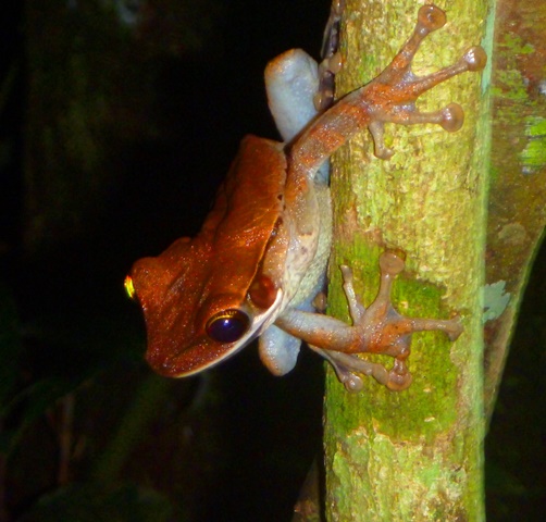 Poison dart frog perched on jungle leaf