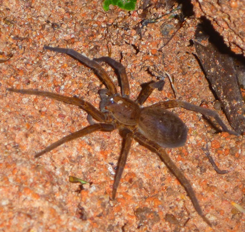 Large Amazon rainforest spider