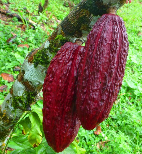 Traditional cacao beans being prepared for chocolate in Ecuador