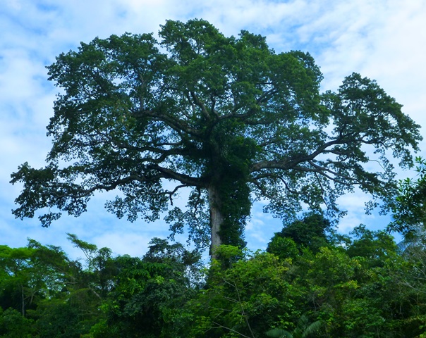 Ceibo tree — Amazon “tree of life”