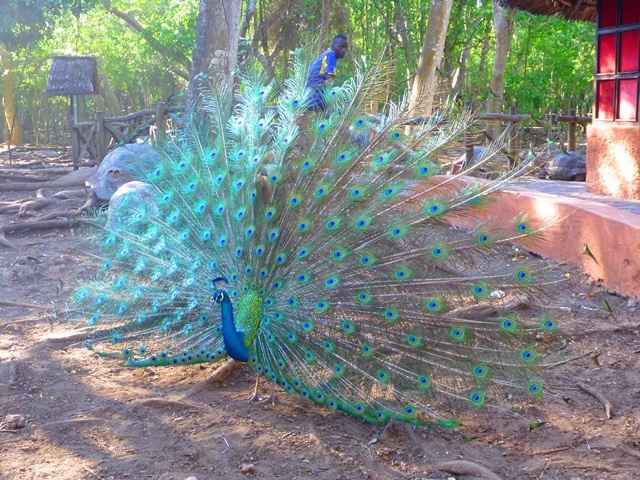 Peacock displaying feathers at Prison Island Zanzibar