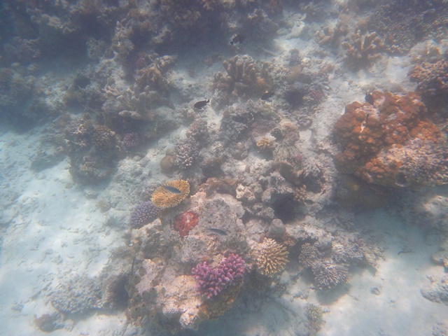 Underwater snorkeling in Zanzibar reef