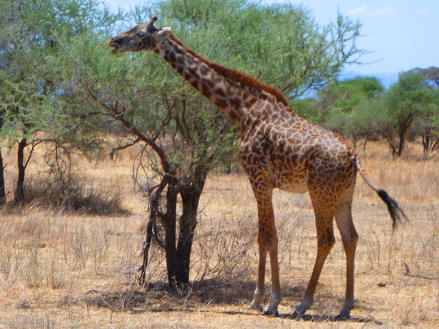 Giraffe browsing in Tarangire