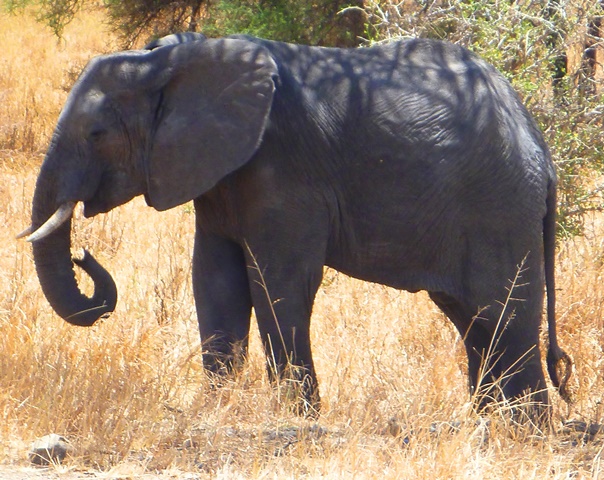 Elephant in Ngorongoro forest edge