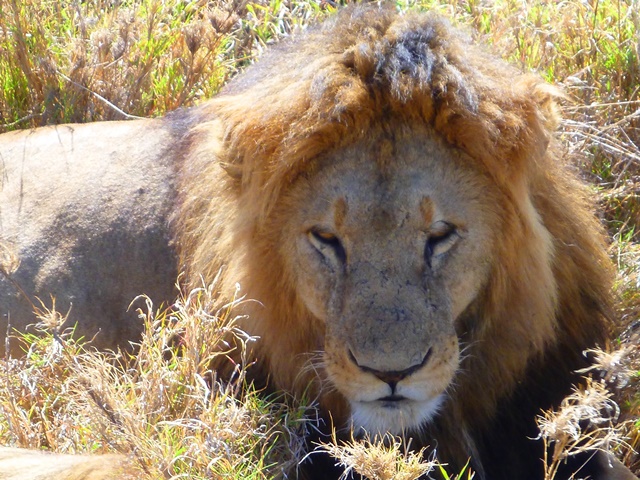 Male lion resting in open grassland