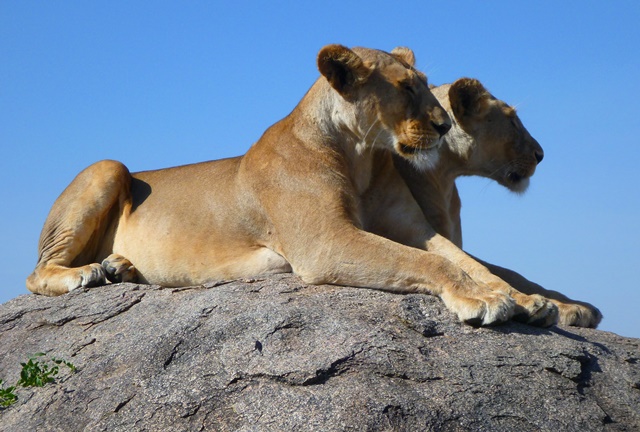 Pair of lionesses resting in Serengeti