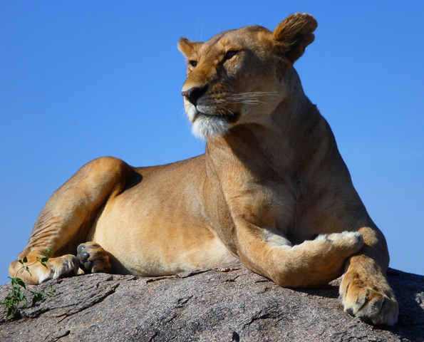 Lioness in tall grass