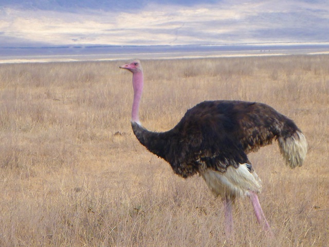 Ostrich in Ngorongoro