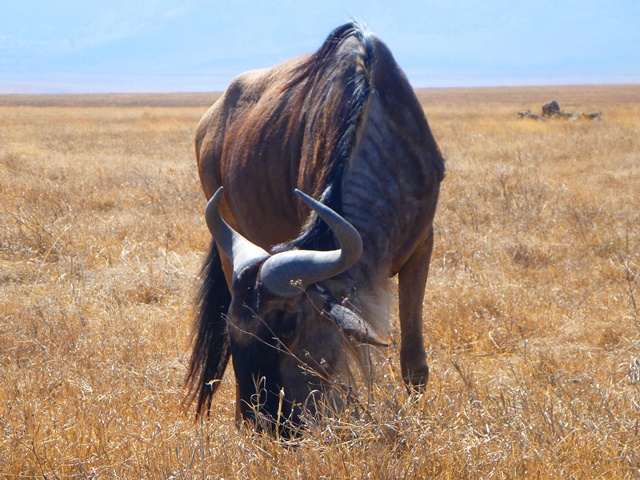 Wildebeest in Serengeti