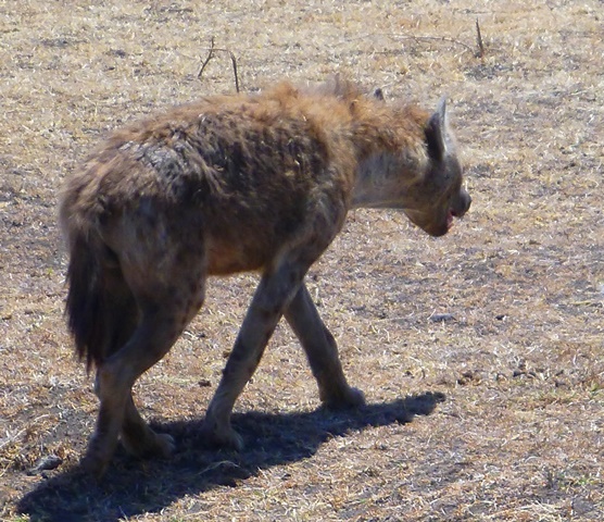 Hyena in Ngorongoro Crater