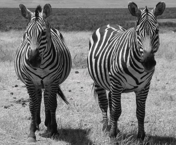 Zebra in Tarangire National Park