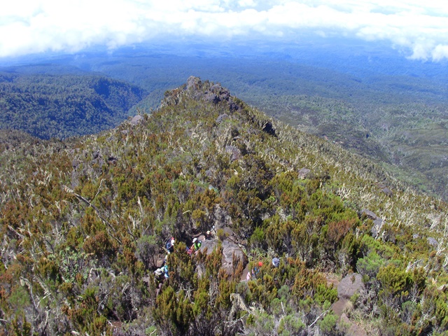 Climbing above the tree line toward Shira Camp.