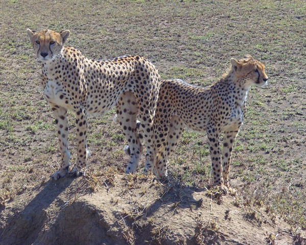 Cheetah in Serengeti grasslands